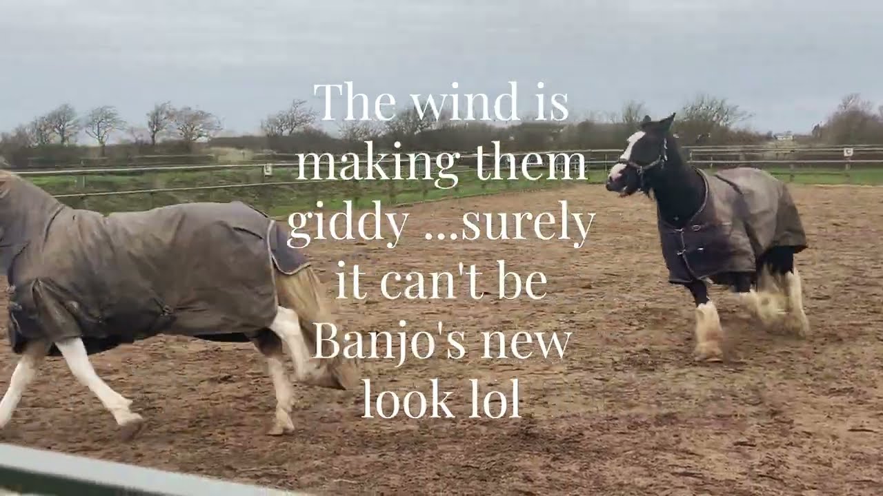 Banjo's legs 