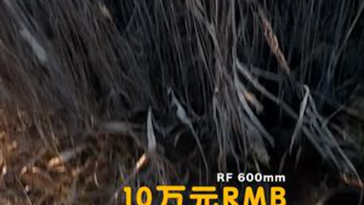 为了拍这只鸟，我差点赔上10万 欢迎来到我的世界观鸟日记 ep.2我在北海道还没下雪之前出发寻找非常知名的北长尾山雀这次的经历真的实在是太精彩了跟着我的镜头一起去到北海道寻找这个可爱的小...