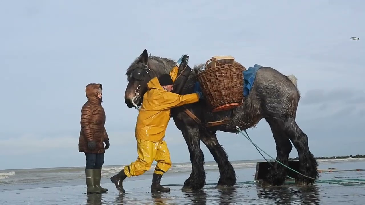 Paardenvissers op 29 november 2025