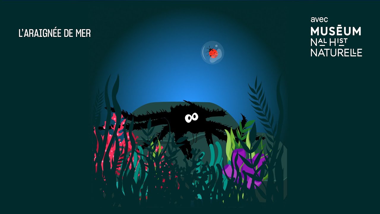 L’araignée de mer, une bestiole bien piquante !