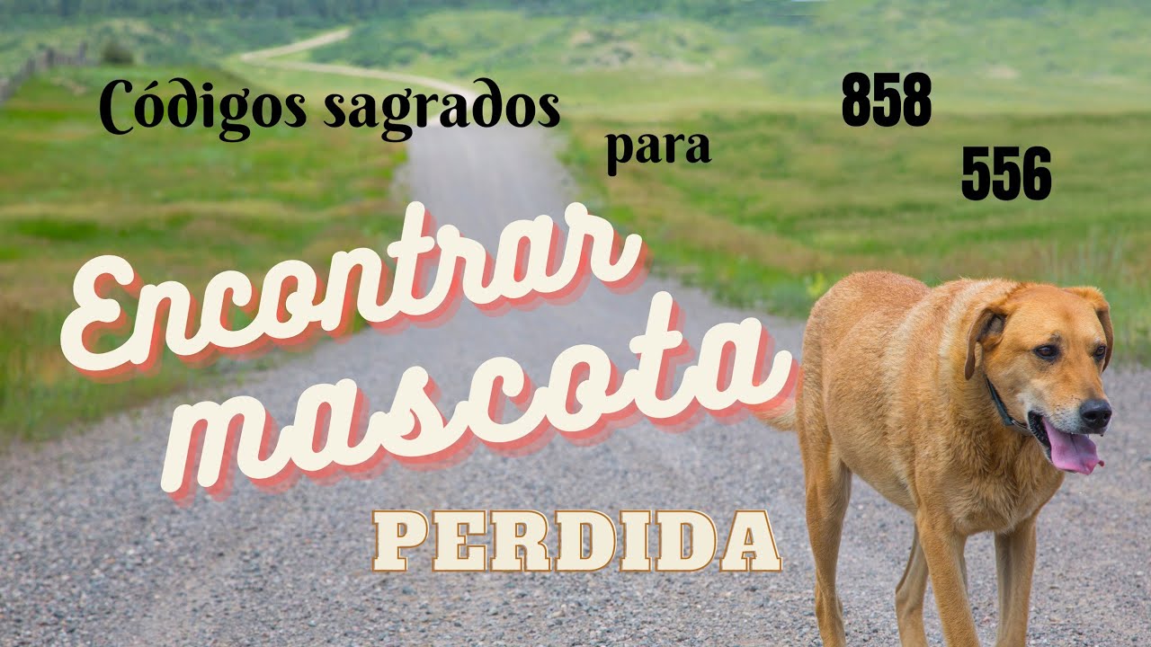 🙏🏻 CODIGOS SAGRADOS para recuperar una MASCOTA, #perro, #gato...PERDIDA. 🐶🐱🐦🐢