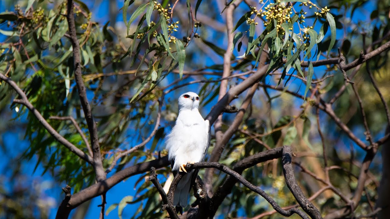 2days at the spruit incedible sightings