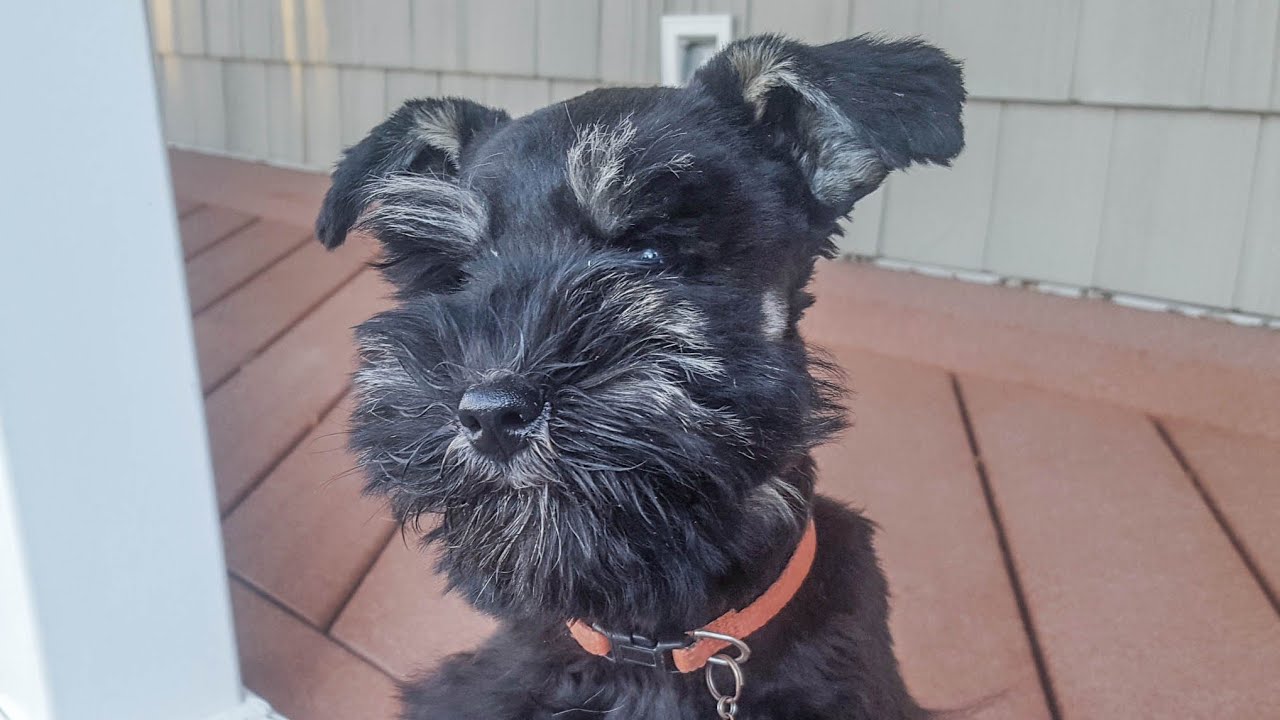 EXCEPTIONAL Miniature Schnauzer Puppy in Training - Izzy at 6 weeks Training!