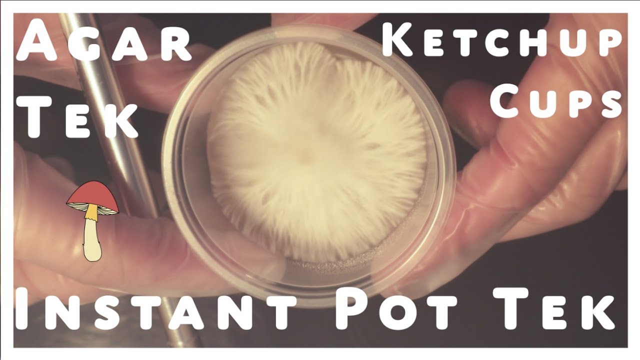 How to Make Agar Ketchup Cup Tek with an Instant Pot Grow Mushrooms at Home New Recipe