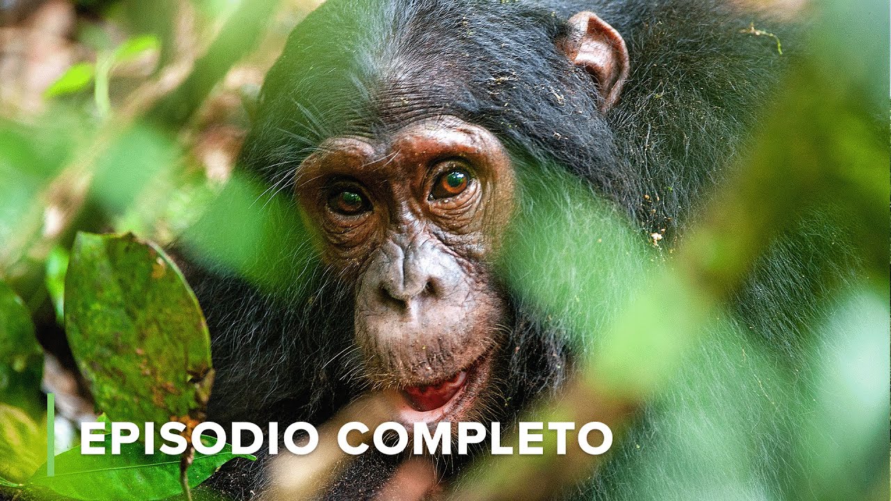 En Búsqueda de los CHIMPANCÉS Salvajes del SERENGUETI 🦏 Nómades del Serengueti EP5