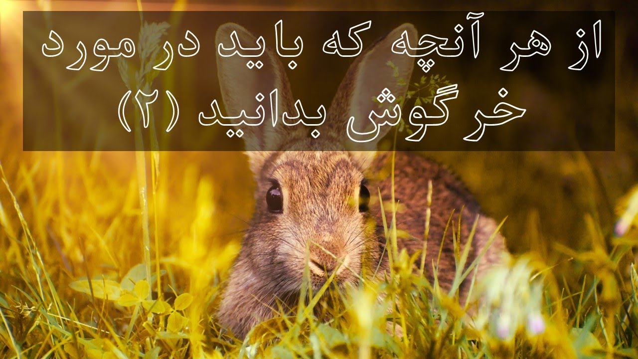 بخش بیست و چهارم ؛  قسمت دوم از هر آنچه که باید در مورد #خرگوش بدانید