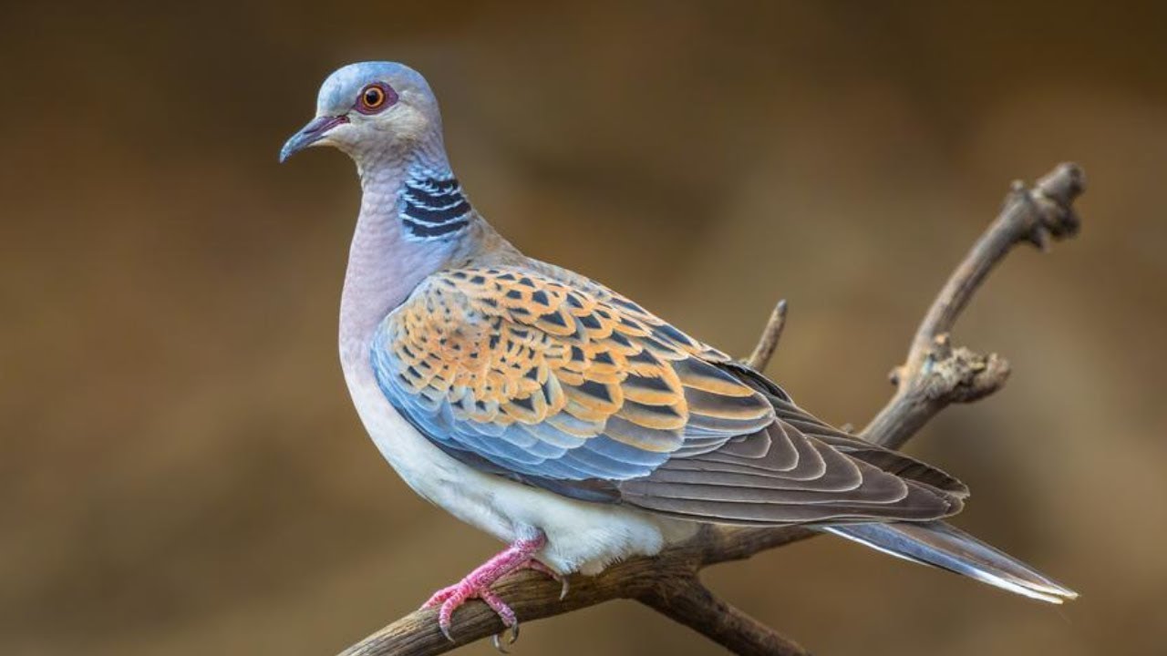RECONNAÎTRE LES OISEAUX SAUVAGES