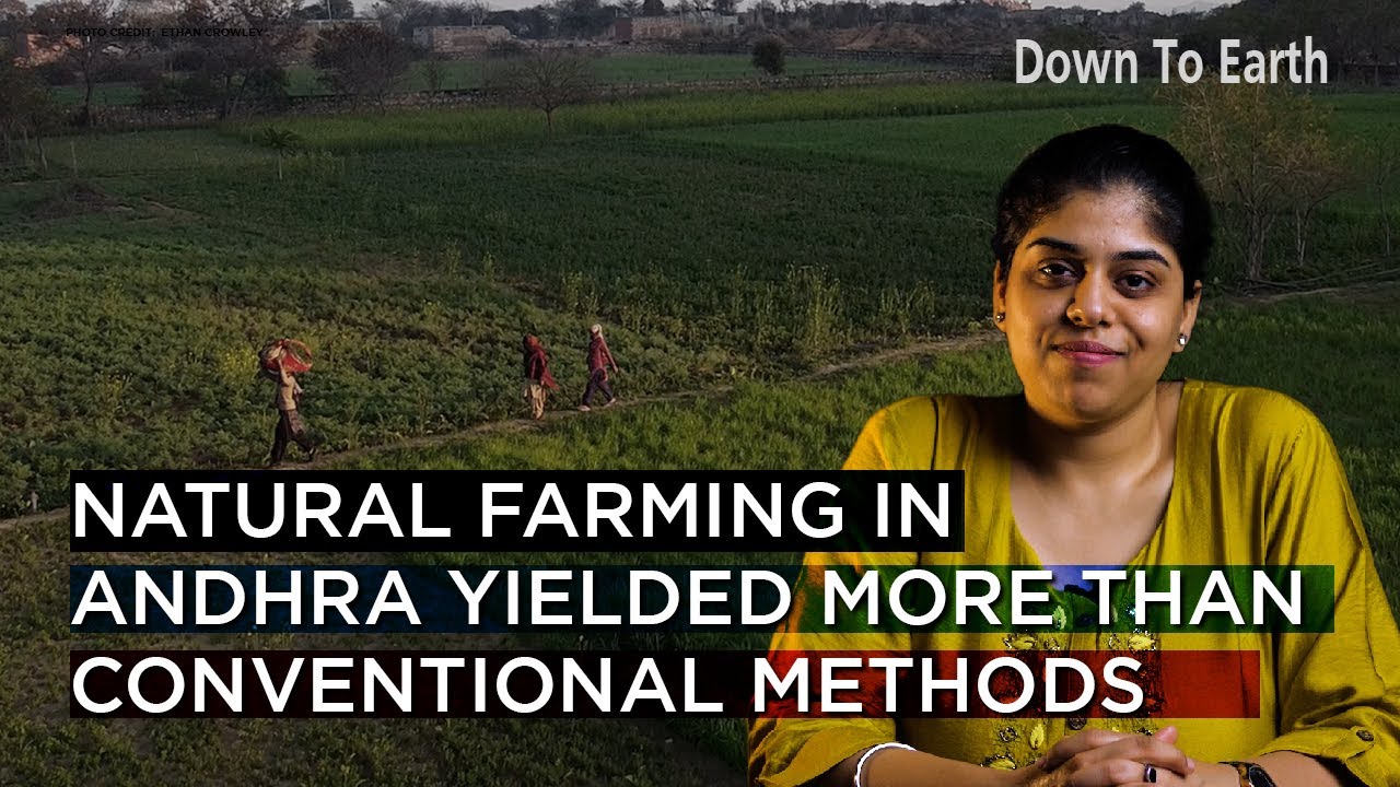 Natural farming in Andhra yielded more produce than chemical methods, shows study