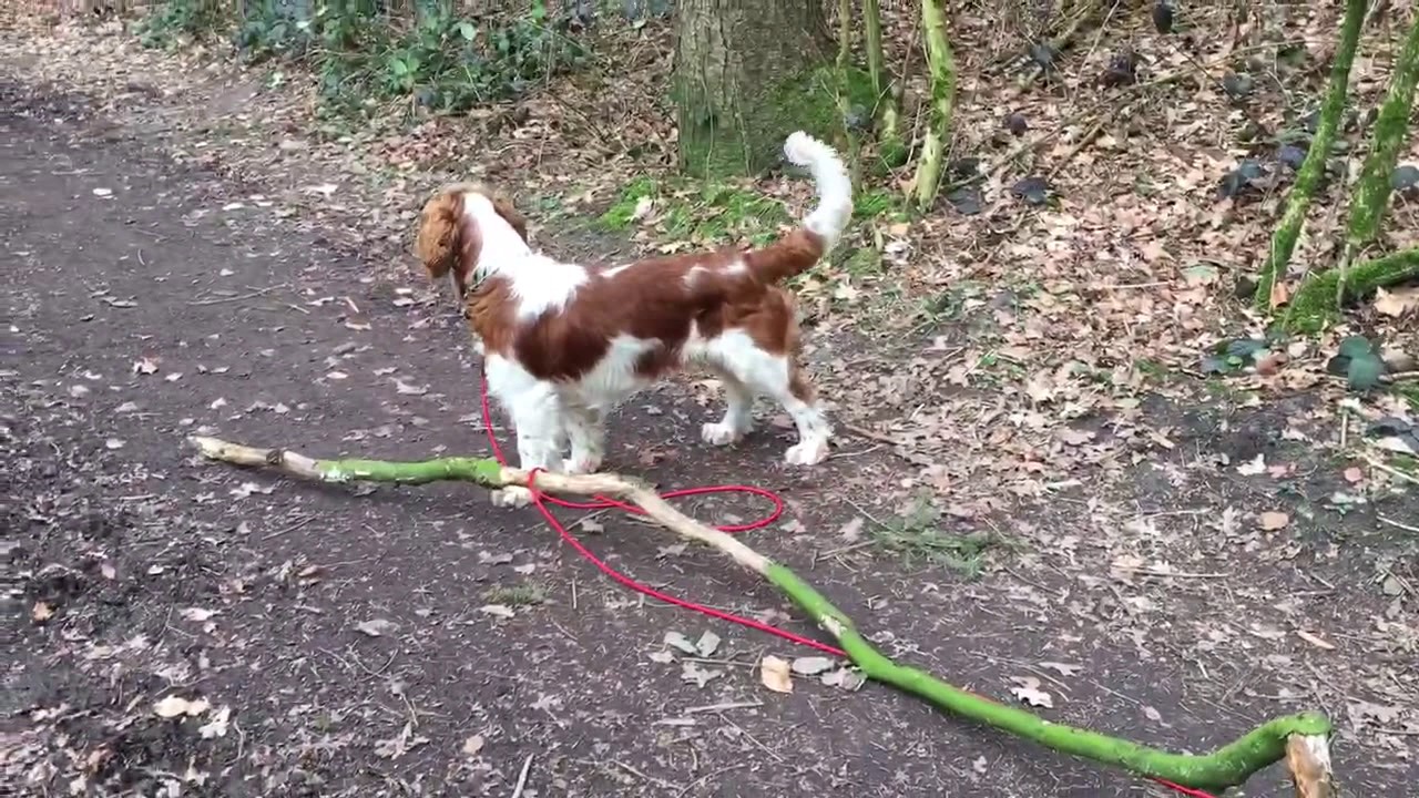 Skandal! Hundearbeit im M&uuml;nsterland. Hund als Holztransporter missbraucht.