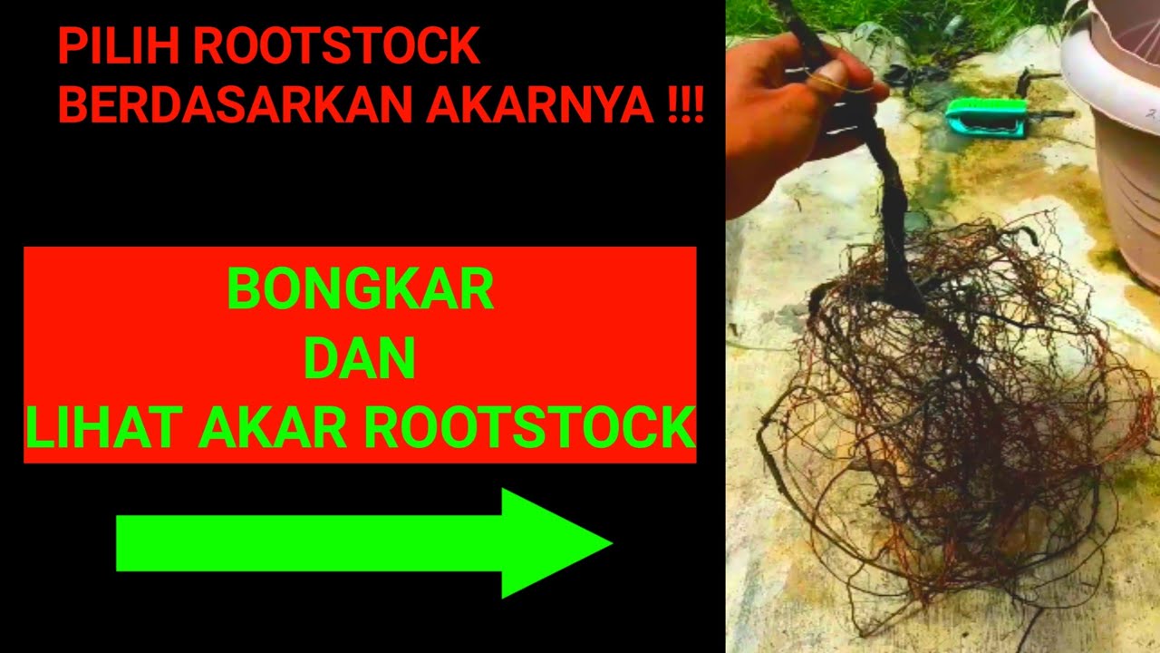 Review Bentuk dan Jenis Akar Rootstock Batang Bawah Anggur