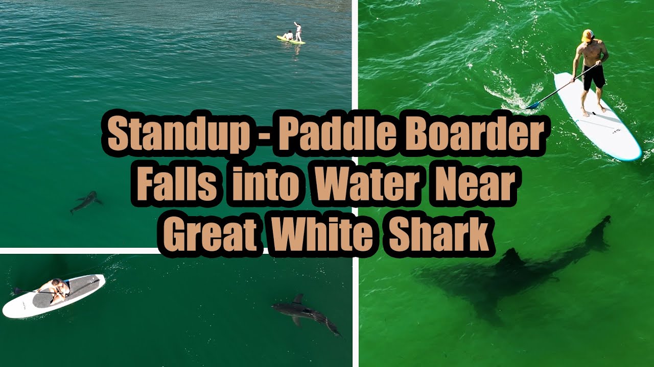 Stand-Up Paddleboarders See More Great White Sharks Than Anyone Else on the Water