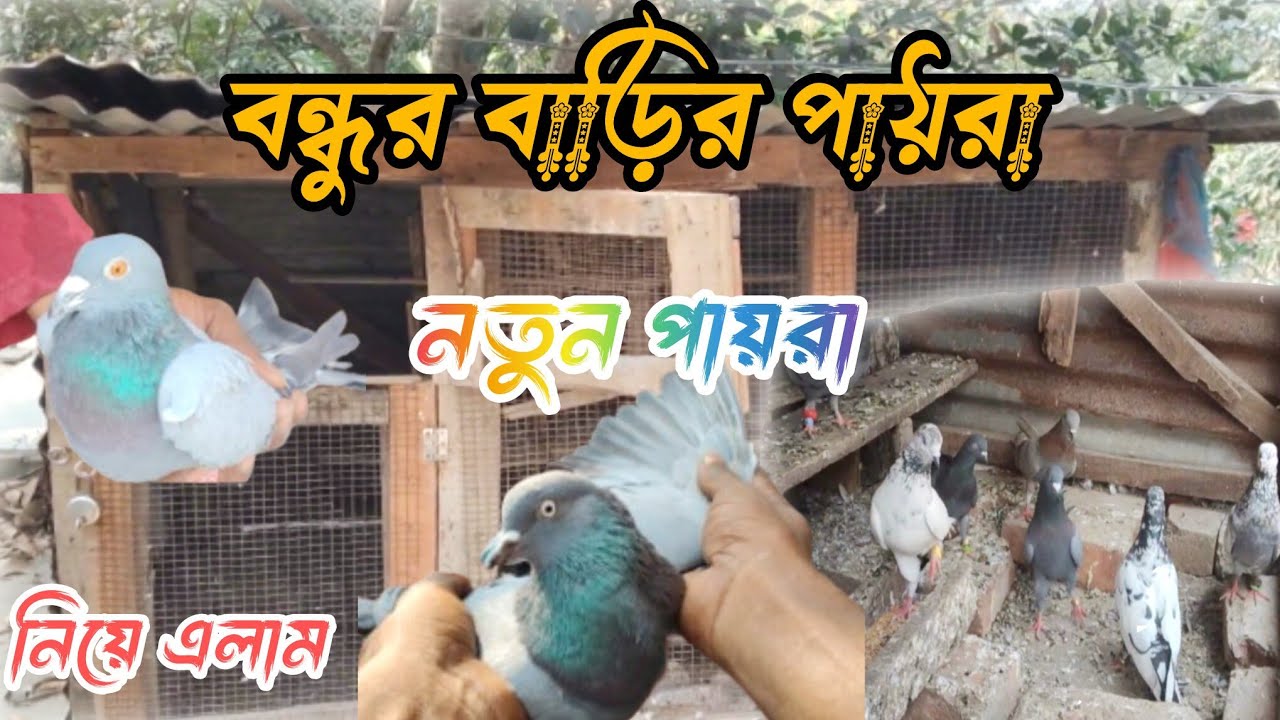 নতুন পায়রা নিয়ে আসলাম 🕊️ বন্ধুর বাড়ির কিছু পায়রা 😱 সব খেলা পায়রা | MyPigeonsKB