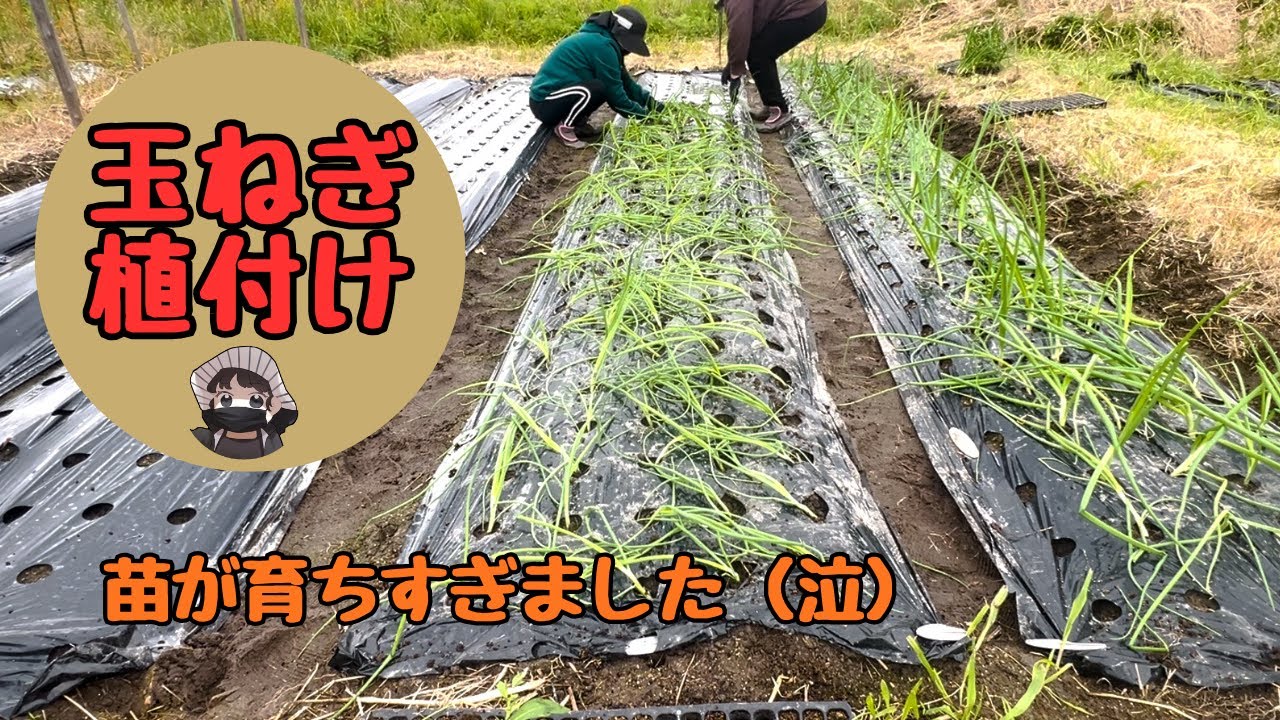 玉ねぎ植付けしました【極早生】【早生】【中晩生】【家庭菜園】