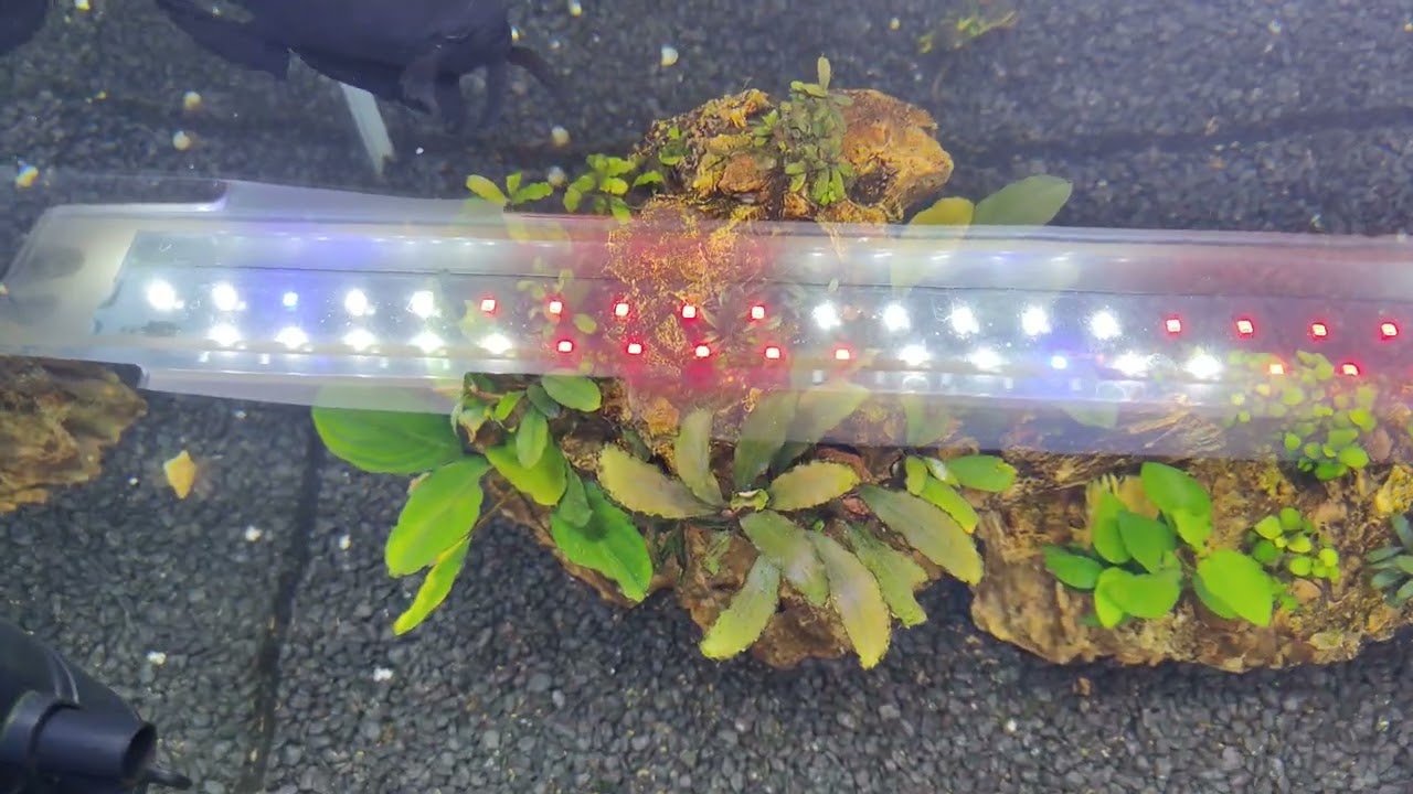 🐟 Anti algas Algae Away : 1 Mes usándolo y esto es lo que ha pasado en mis acuarios . Anti algas