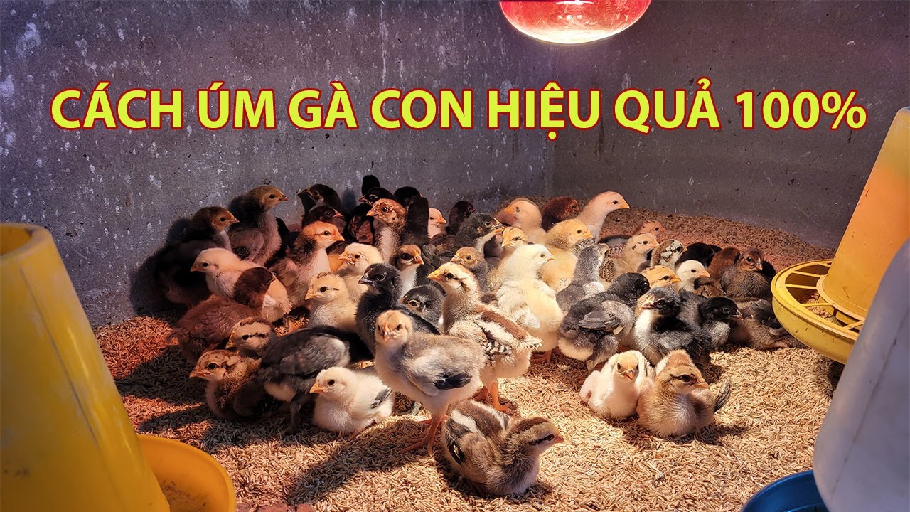 CÁCH ÚM GÀ CON MỚI NỚ - KỸ THUẬT ÚM GIA CẦM HIỆU QUẢ 100%