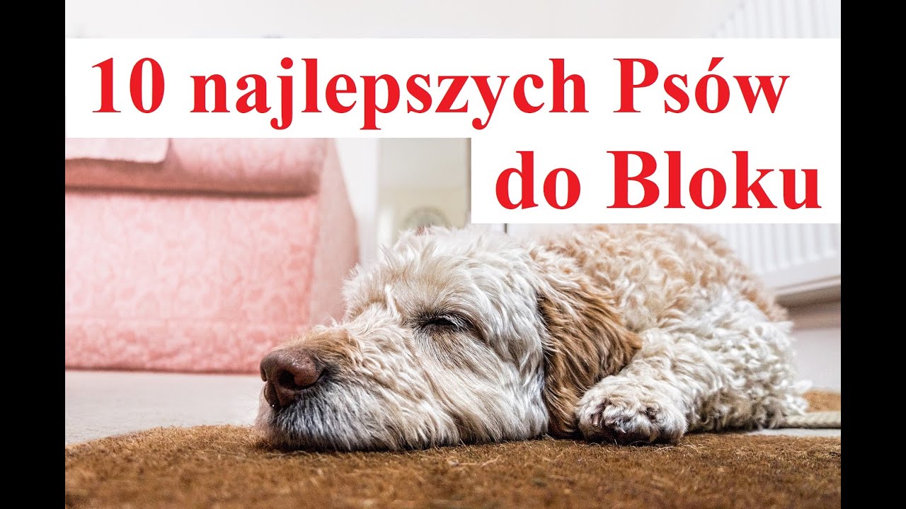 10 najlepszych Psów do Bloku