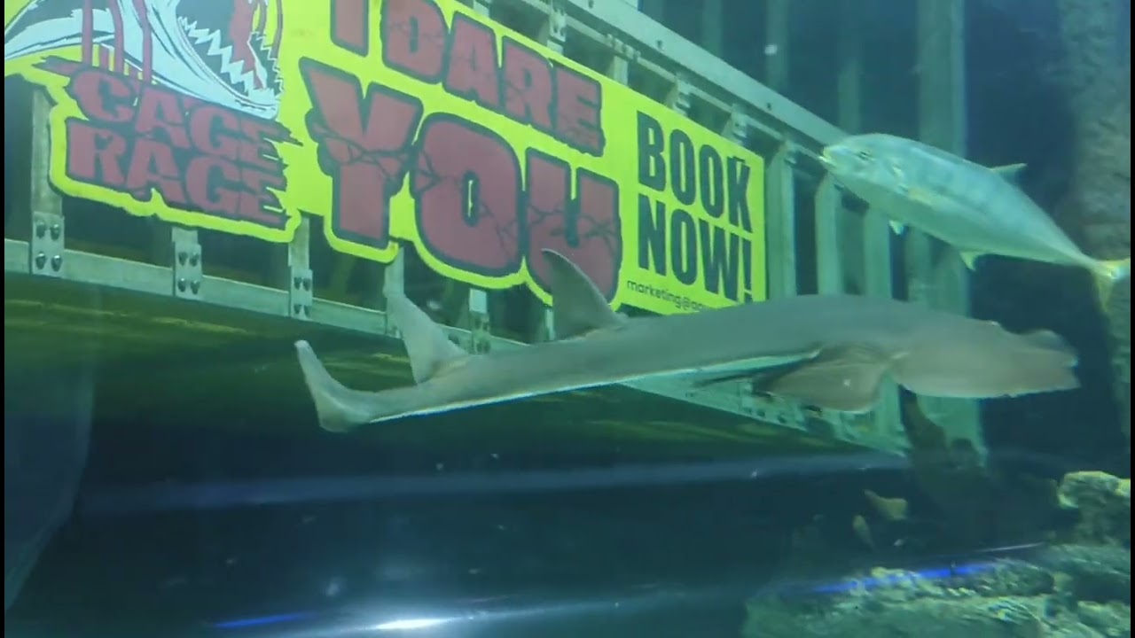 Aquaria KLCC || Kuala Lumpur || Malaysia 🇲🇾🇲🇾🇲🇾