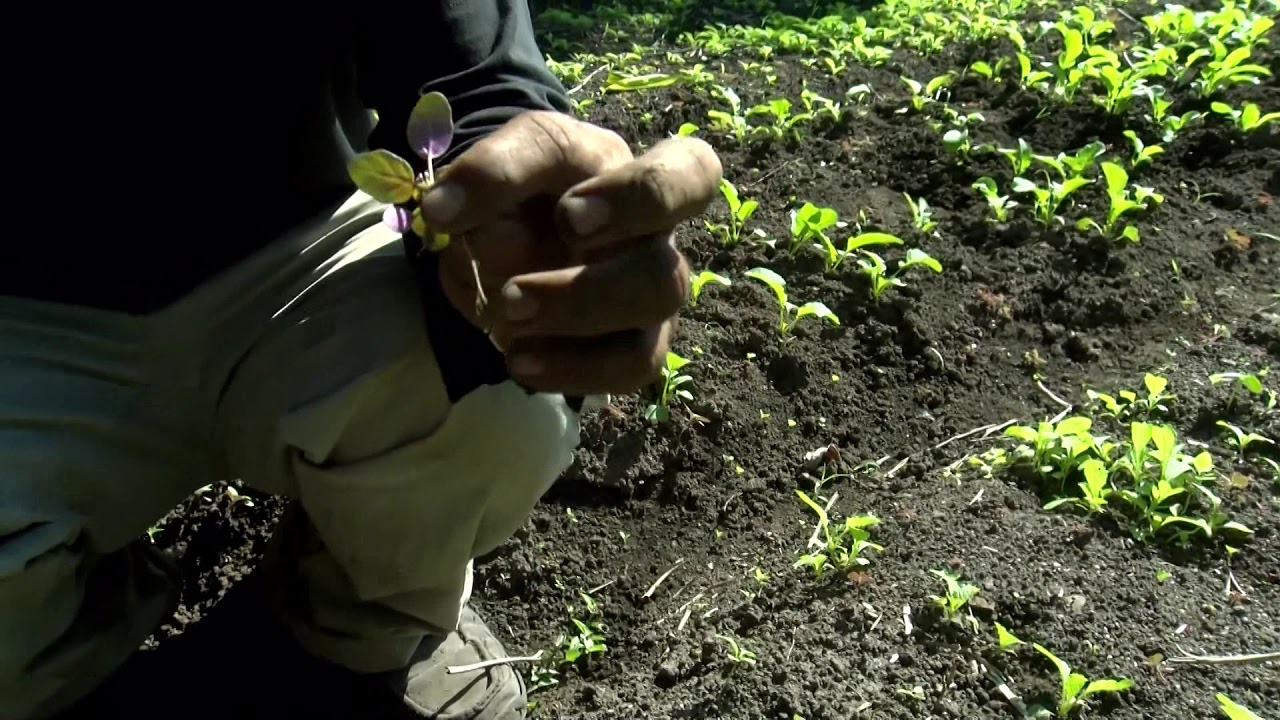Producción de Hoja de Mostaza y rábano PARTE 2