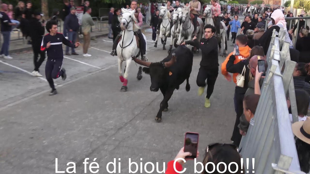 Bandido 100% FILLES - manade la Vistrenque - Garons le 29.09.2024.