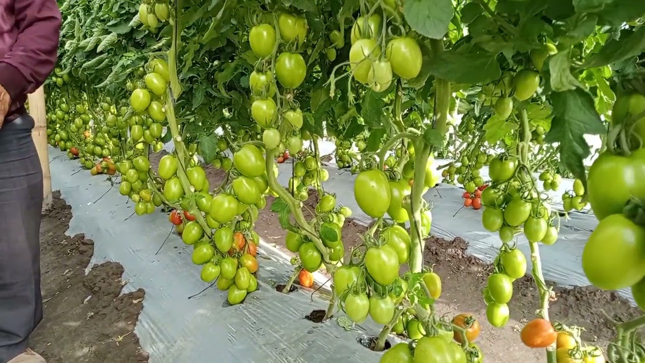 Don Goyo y su jitomate en malla a 80 DDT. Así se cultivan jitomates en Santa Rosa, Tecamachalco