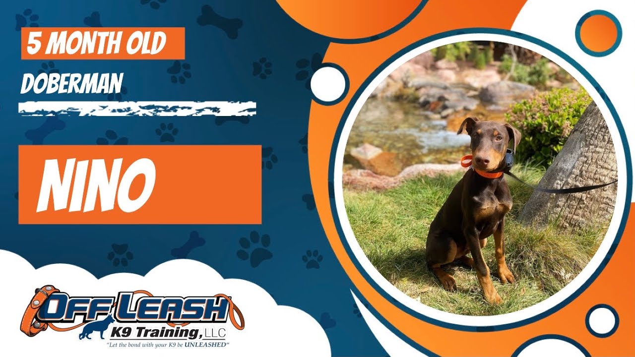 🐶🦮Off leash Dog Training / Obedience Training 🦮🐶