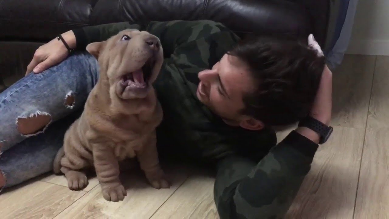 Sharpei Puppy Plays with Dad || ViralHog