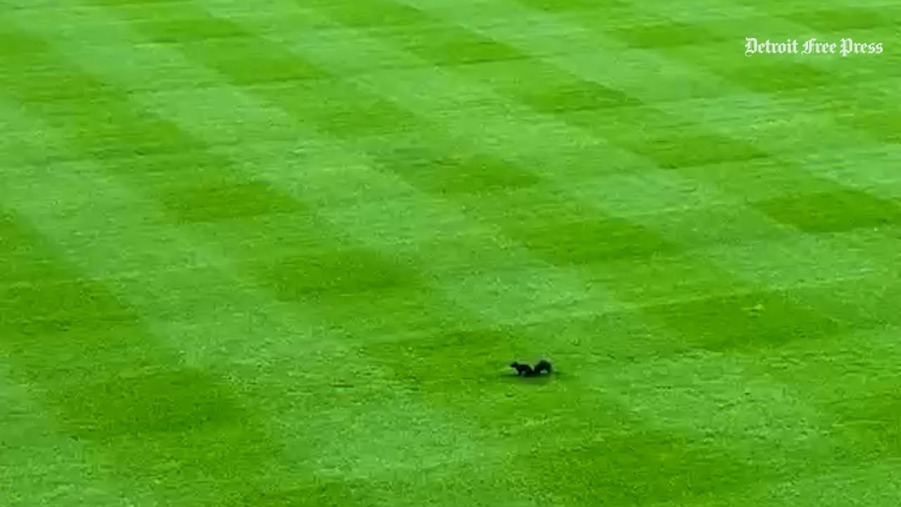 During Tigers vs. Mariners ALDS rain delay, potential 'rally squirrel' runs the outfield at Comerica