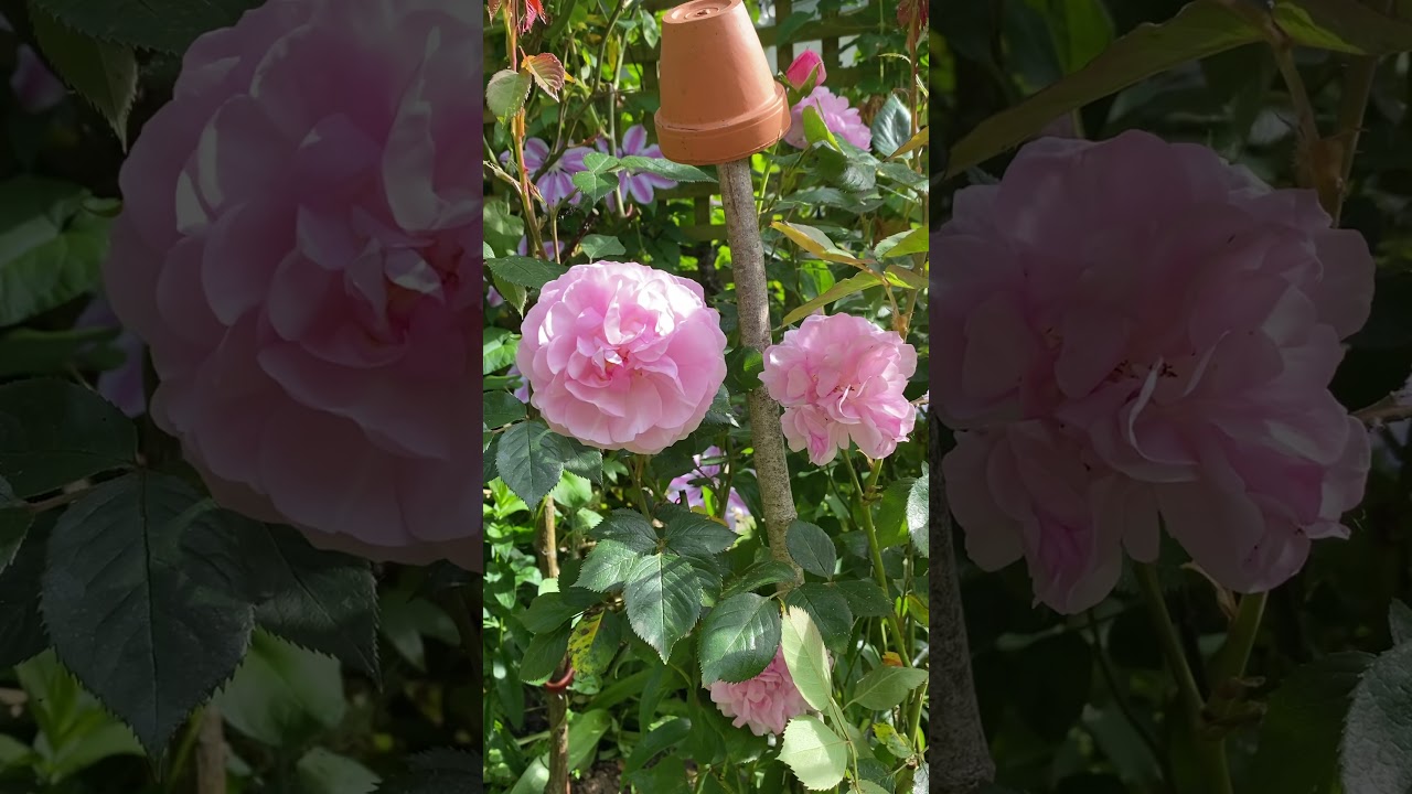 Personal growing review of English shrub rises &lsquo;Olivia rose Austin&rsquo; @david_austin_roses #gardenerben