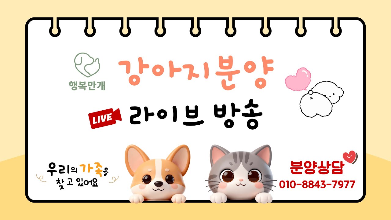 강아지분양 💛 행복만개 라이브방송 #강아지분양 #강아지입양 #강아지 #고양이 #고양이분양 #라이브 #live