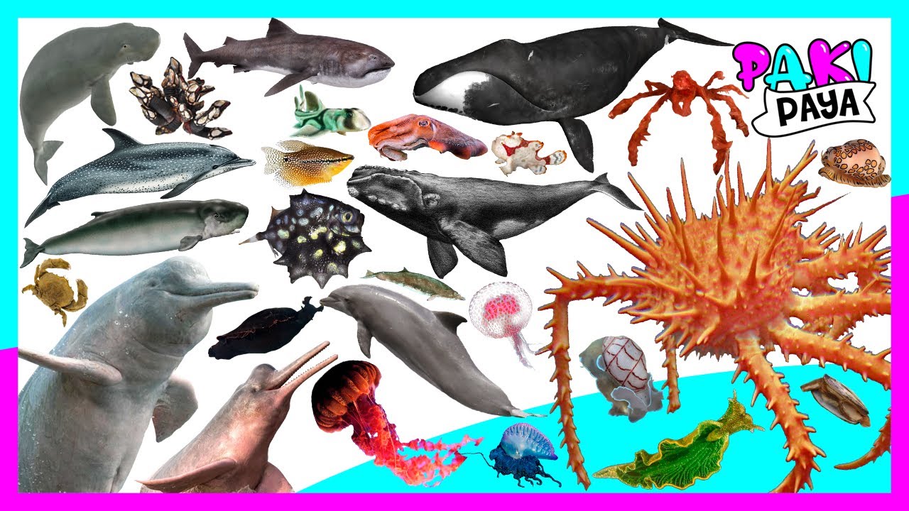 PARTE 8: ¡LOS ANIMALES MARINOS ! Video educativo🐬 🐙 Learn Sea Animals Names & Sounds / 해양 동물