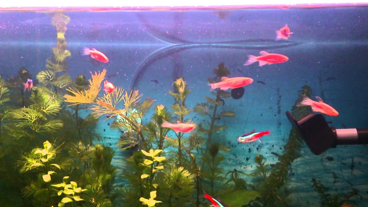Mikro Kurt K&uuml;lt&uuml;r&uuml; İle Beslenen Neon ve Danio Zebralarım