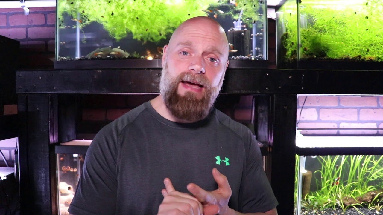 Why Do Fish Die? How to Figure Out Why Your Fish are Sick or Dying!