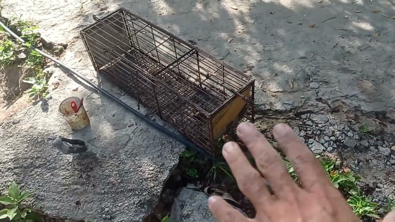 MUDAN&Ccedil;A PARA RO&Ccedil;A, ENCONTRAMOS MUITO LIXO
