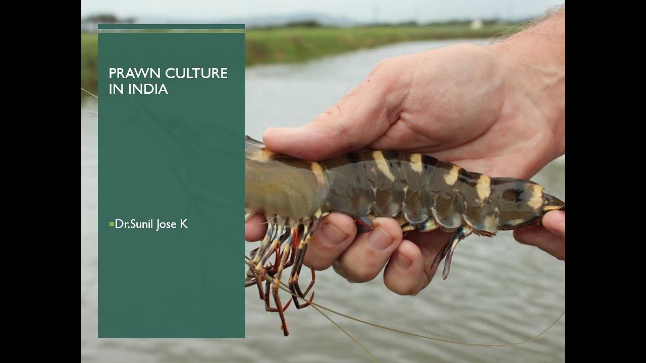 Prawn culture in India