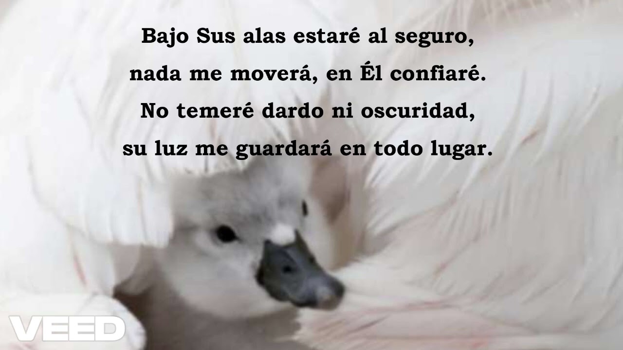 Bajo Sus Alas Estaré Al Seguro