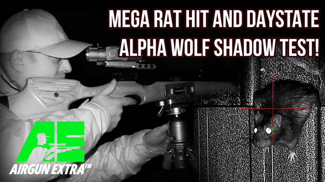 Airgun Extra | Эпическая охота на крыс с Weihrauch HW110 | Обзор Daystate Alpha Wolf Shadow