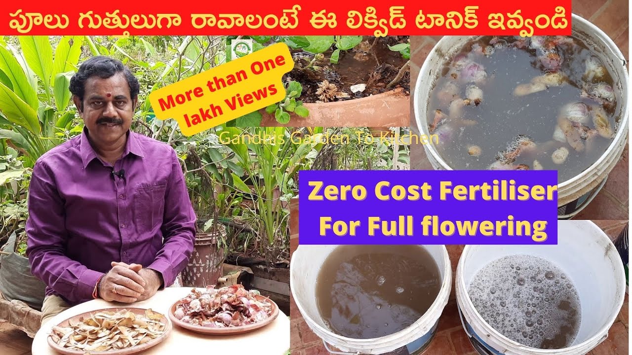 పూలు గుత్తులుగా రావాలంటే ఖర్చు లేని ఈ లిక్విడ్ టానిక్ ఇవ్వండి | ZERO COST ORGANIC FERTILIZER #onion