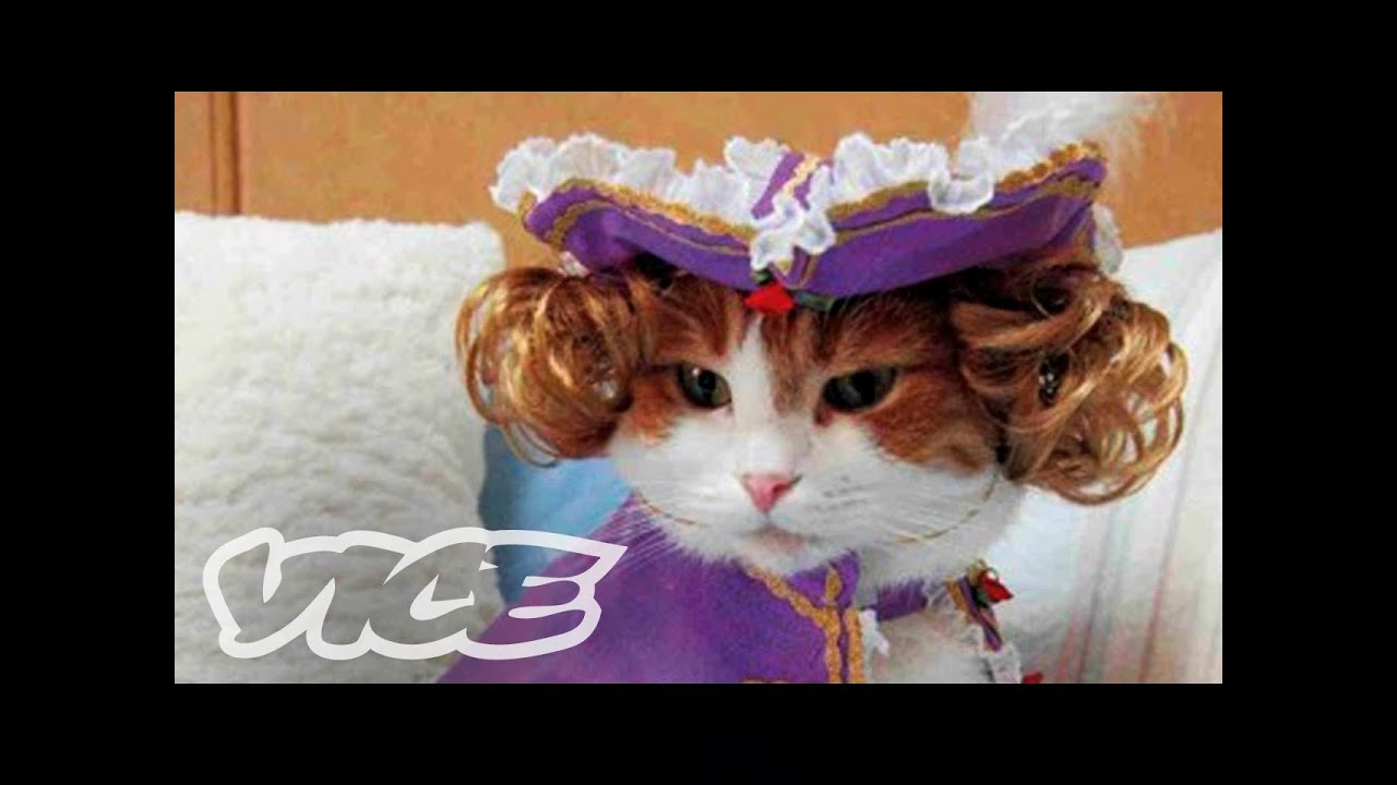 Cats In Funny Outfits! | The Cute Show