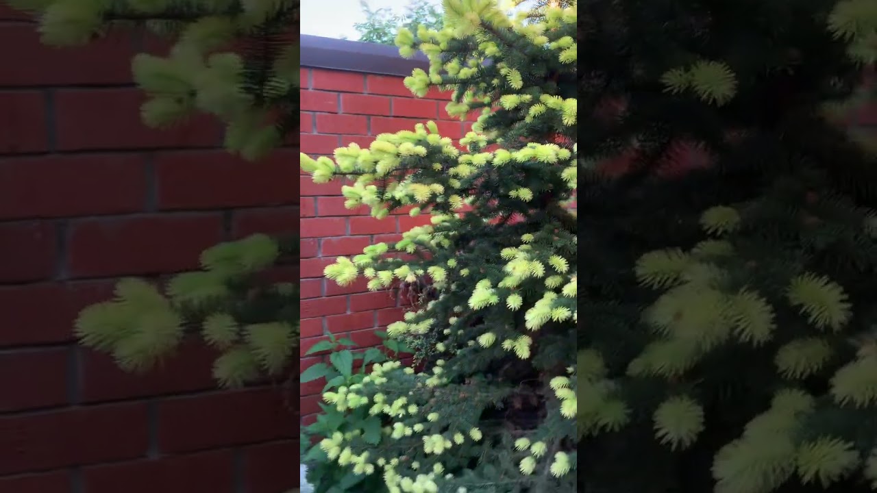 Ель колючая Майголд.                Picea pungens Maigold