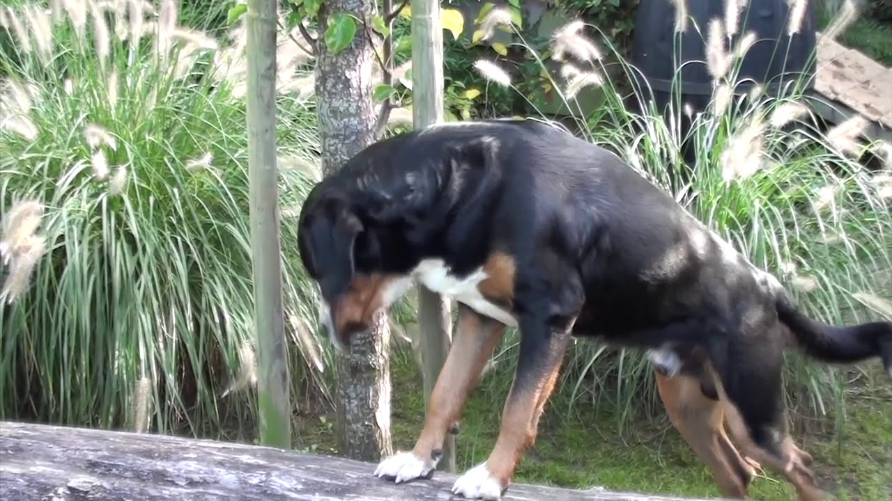 Canine Sensory Garden by Patrick Visser