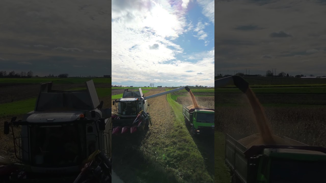 Corn harvest 2023  QQ 2023