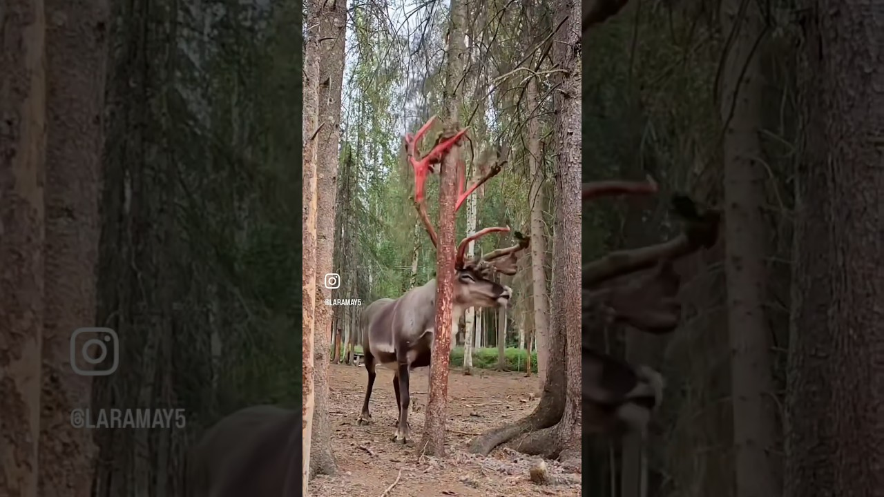 Looks unreal&hellip;😱 #deer #shedding #red #antlers #animals #wildlife #forest #shorts