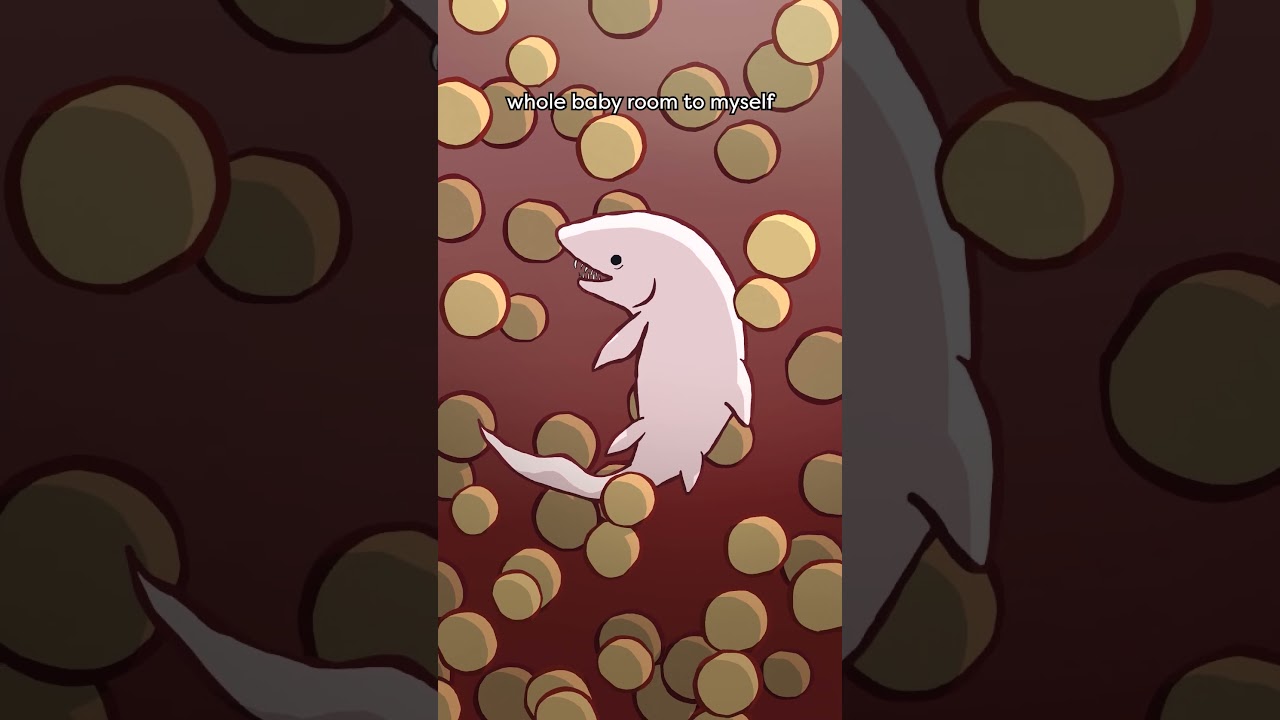 Sand Tiger Shark 🐯🦈 #animation #original #cartoon