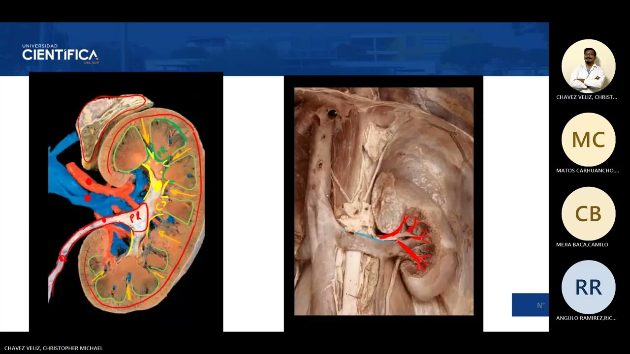 09) TUTORÍA DE ANATOMÍA DE MORFO 2 20260