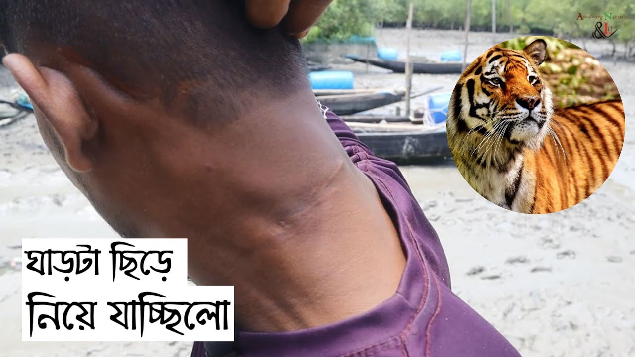 সংগ্রামই যেখানে পুঁজি। বাঘে মানুষে সুন্দরবন জীবন। Real life in Sundarban  @Amazingnatureandlife