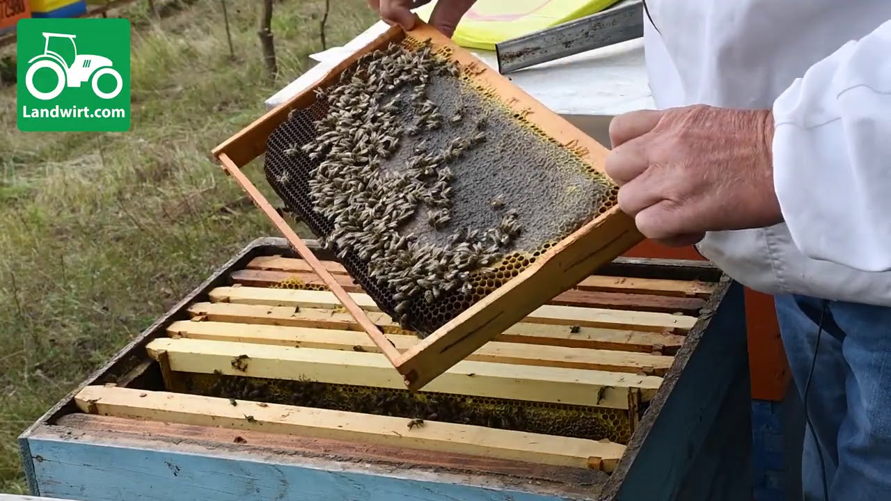 Këshilla për Bletari, punët që duhët të kryhen në bletishte gjatë muajit Tetor - Pjesa e pare