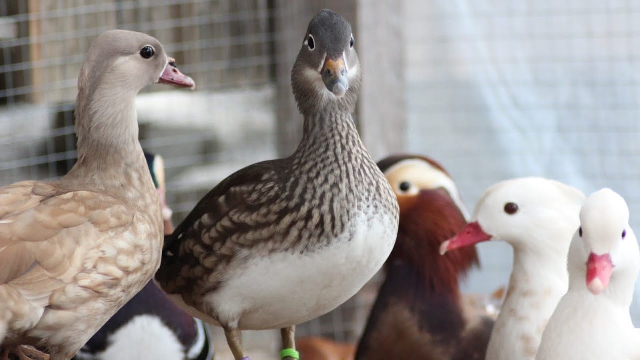Tiervlog #6 Das gro&szlig;e Update! (Lachsh&uuml;hner, Puten, Enten...)