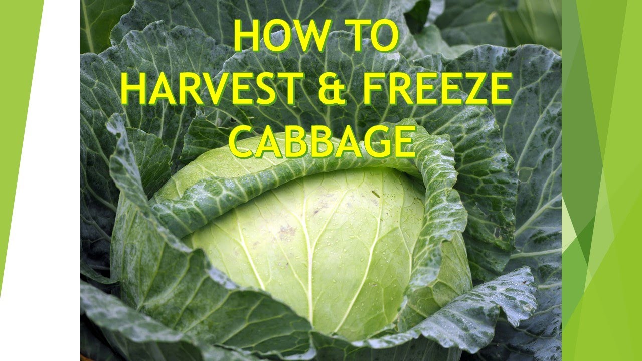 How to Harvest and Freeze Cabbage | Preserve up to 9 months!
