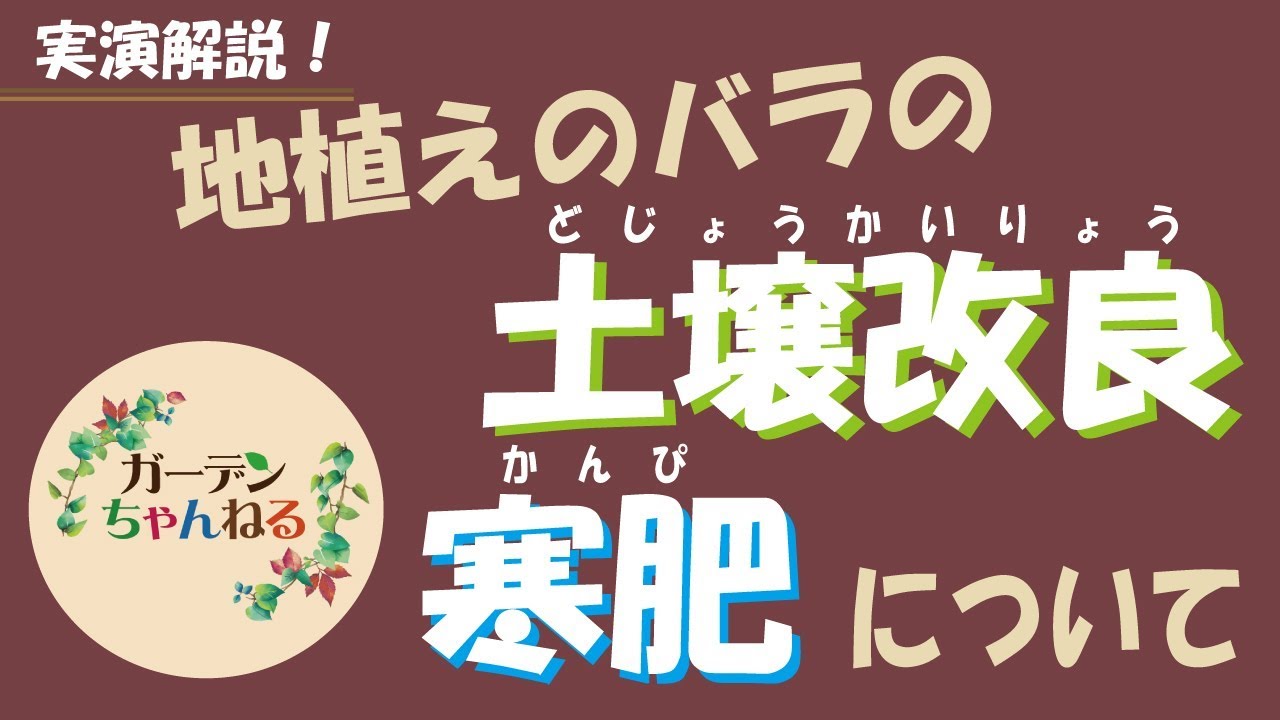 バラの土壌改良＆寒肥について実践解説します！