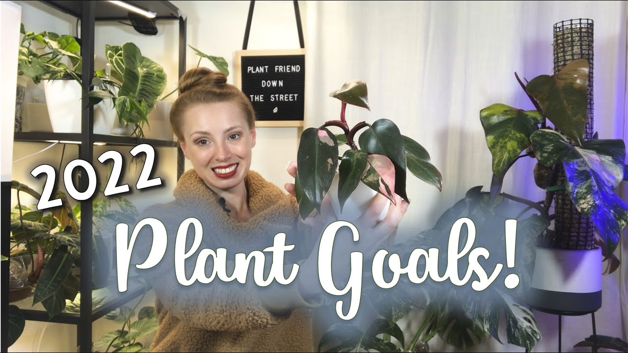 My 2022 Plant Goals | Houseplant Projects and Ambitions in the New Year